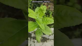 🔔 pluchea lanceolata plant ☘️love nature naturelovers study homeopathy viral youtubeshorts d [upl. by Yokum]