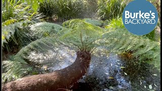 Sideways Tree Fern How to use a soft tree fern horizontally Dicksonia antarctica Landscape idea [upl. by Auqinu759]