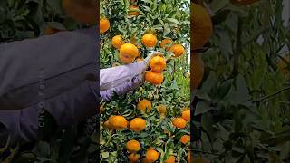 How to grow orange tree from seed at Home 🍊 plants shorts farming [upl. by Norreg]