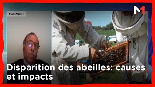 Disparition des abeilles au Maroc causes et impacts [upl. by Dyan]