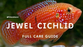 JEWEL CICHLID FULL CARE GUIDE  ALL ABOUT HEMICHROMIS or JEWEL CICHLIDS [upl. by Ryley387]