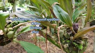 เอื้องช้างพราหมณ์เอื้องกาบดอกเอื้องหางกระดิ่งเอื้องสายสร้อยPholidota imbricata Hook [upl. by Nednil]