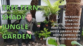 Tree Fern Dicksonia Antarctica Shady Hosta Fern Jungle Garden Courtyard [upl. by Liebman]