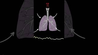 AUSCULTACIÓN PULMONAR Crepitantes ruidos pulmonares normales y anormales medicina shorts [upl. by Silbahc]