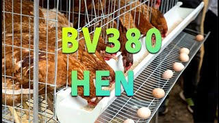 BV 380 Hen in kerala Abhilash hatcheries  httpwwwabhilashhatcheriescom [upl. by Braun]