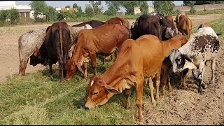 Cows mooing sound effect 2023  Amazing animal cow moo noise [upl. by Raeann]