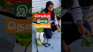 🇺🇸செடிக்கு இதை தெளிங்க  Homemade and Easy plant pesticide  shorts [upl. by Lauralee]