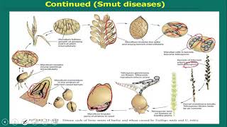 Ustilago Smut Fungi short description [upl. by Airdnek]