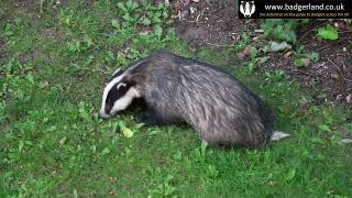 Amazing footage of badgers emerging and feeding in the daylight – 19th July 2016 [upl. by Inattirb]