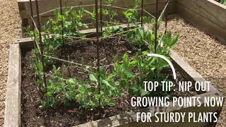 How to Grow Sweet Peas [upl. by Klimesh]