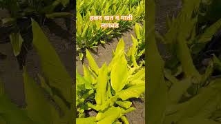 हळद खत व माती लावून घेने turmeric हळद farming tractor sonoffarmer [upl. by Walburga387]