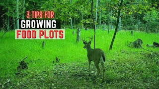 3 Tips For Growing A Food Plot [upl. by Metah]