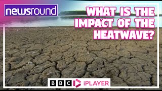 What is the IMPACT of the Heatwave  Newsround [upl. by Esela]