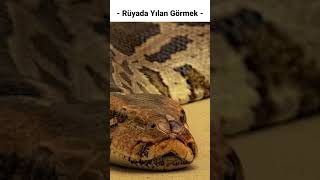 Rüyada Yılan Görmek Ne Anlama Gelmektedir Rüyada Yılan Görmek İyi Bir Geleceğe mi İşarettir [upl. by Llehsor634]