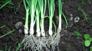 How to Grow Spring Onions from Seed [upl. by Sateia]