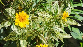 Heliopsis helianthoides Sunburst one of the most beautiful variegated foliage hardy garden plants [upl. by Ehcrop867]