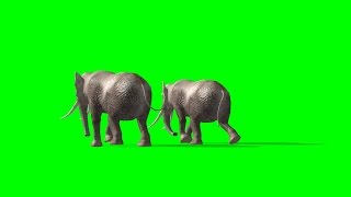 elephants ambles past  green screen 8 [upl. by Anurag]