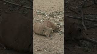 BlackedTailed Prairie Dog [upl. by Lorant]