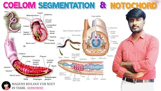 Chapter2 Kingdom Animalia  Coelom  Segmentation and Notochord  class 11 [upl. by Glynnis]