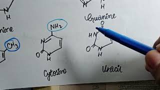 Pyramidines Synthesis amp Degradation  With Related Clinicals  Nucleotide Metabolism [upl. by Ahsenauj]