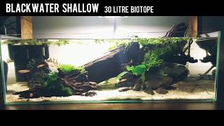 Blackwater Shallow Fish Tank 1 Day Old [upl. by Irpac]