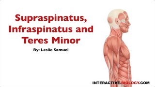 091 Supraspinatus Infraspinatus and Teres Minor [upl. by Haronid]