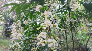 clerodendrum laevifolium  white flowers [upl. by Eintruoc]