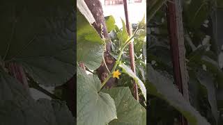 Cucumis sativus or Cucumber flora nature plants creeper [upl. by Tammy]