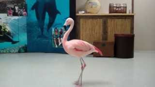 Pinky the Flamingo dancing the quotFlamingo Flamencoquot  Busch Gardens Tampa Bay [upl. by Darlleen206]