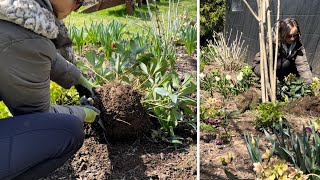 Spring Garden Maintenance Dividing Hellebores Trimming Boxwoods Edging Removing Ornamental Grass [upl. by Roderica]