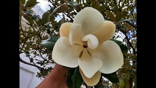 Magnolia grandiflora  Magnolio blanco  Cuidados básicos  Magnolia común [upl. by Aserehc143]