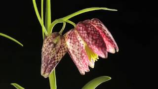 Fritillary flower time lapse Fritillaria meleagris [upl. by Staford875]