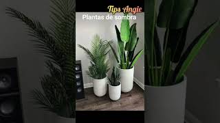 plantas de sombra para decoración del hogar [upl. by Llet]