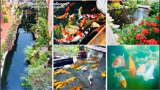 Top 7 quán cafe có hồ cá koi đẹp nhất Quy Nhơn Bình Định 🐬 Beautiful Koi coffee shop in Quy Nhon [upl. by Nahte]