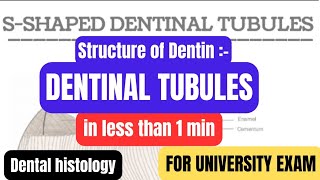 Structure of Dentindentinal tubulesDentinin1minproff examDental histologyBDSDentoTuber [upl. by Curtis]