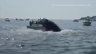 Whale nearly capsizes small boat off coast of Massachusetts [upl. by Erich614]