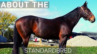 About the Standardbred [upl. by Idmann426]