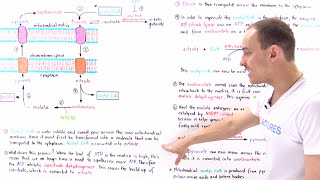 Initiation of Fatty Acid Synthesis [upl. by Thurnau]