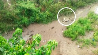 lots of lizards eating calves  feeding animals [upl. by Ulu]