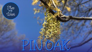 Tree of the Week Pin Oak [upl. by Hirschfeld]