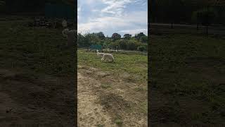 Magyar kuvasz kutyák Hungarian Kuvasz dogs [upl. by Neffirg]