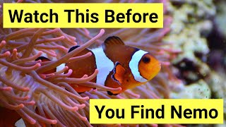 9 Things You Need To Know About Keeping Clownfish [upl. by Bettina]