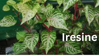 Iresine Herbstii PlantBlood Leaf PlantAmaranth Plant Grow amp care Beautiful Summer Plant [upl. by Dow]