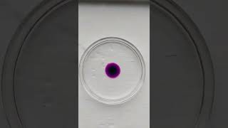 Diffusion of potassium permanganate chemistry class experiment practical practicalchemistry [upl. by Trillby309]