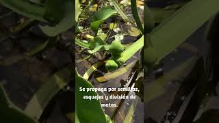 Descubre la magia de esta increible planta acuática Limnocharis flava [upl. by Albrecht550]