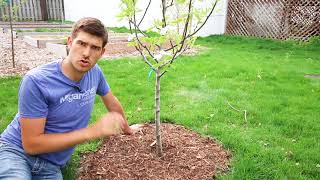 Top 3 Mistakes Made When Mulching Trees [upl. by Philipps]