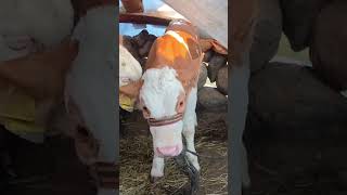 Mor koyunun gezdiği Dağlar koyun trending dağdayaşam animals koyhayati keşfet shortvideo fyp [upl. by Yesnyl197]