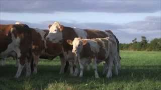 Irish Simmental The Complete Beef Breed [upl. by Dry164]