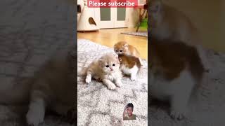 cat kitten adorablekitty cute kitty cutecat adorable caty kucinglucu catlover [upl. by Virendra479]