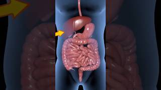 Liver Cirrhosis Diets liver health healthy [upl. by Terraj]